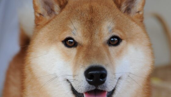 Shiba_inu_taiki-1