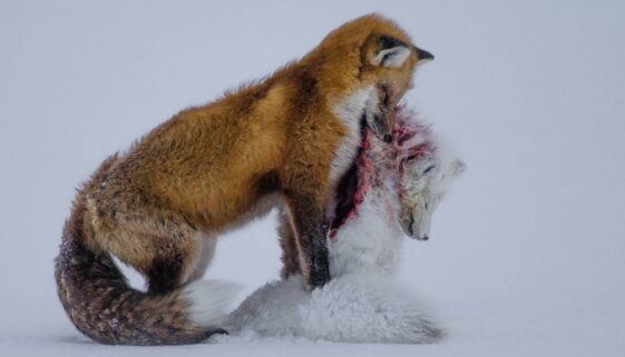 Tale of Two Foxes