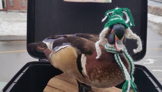 12392052_10153824784316079_2032951304616019101_n (1)