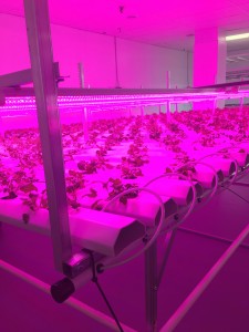 Inside Gray Jay Greens.