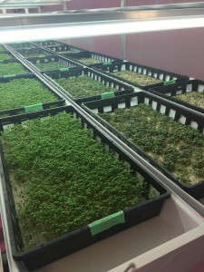 Some of whats be growing at Gray Jay Greens. 