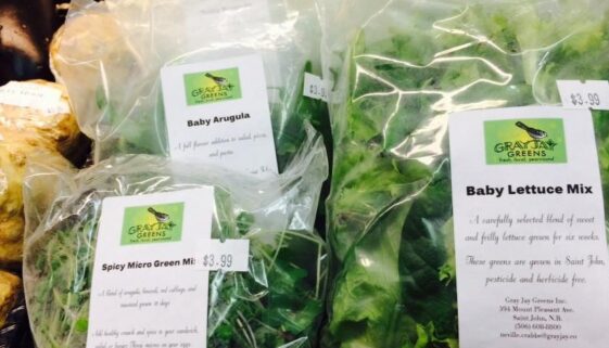 Saint John’s Gray Jay Greens Now On Shelves