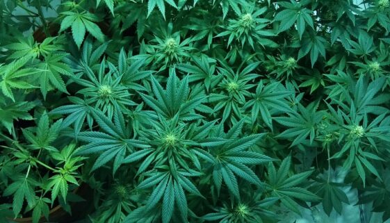 weed marijuana