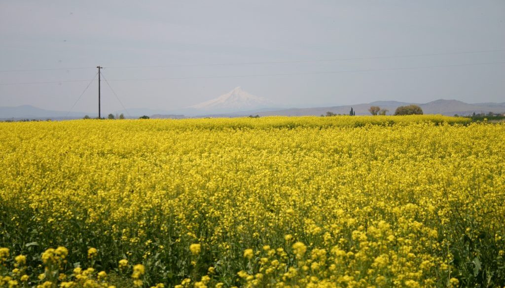 canola