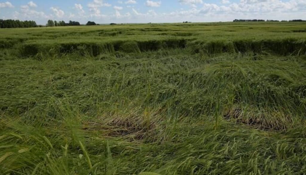 Field, Farm