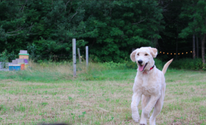 Screen Shot 2016-08-15 at 2.40.16 PM