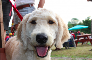 Screen Shot 2016-08-15 at 2.45.17 PM