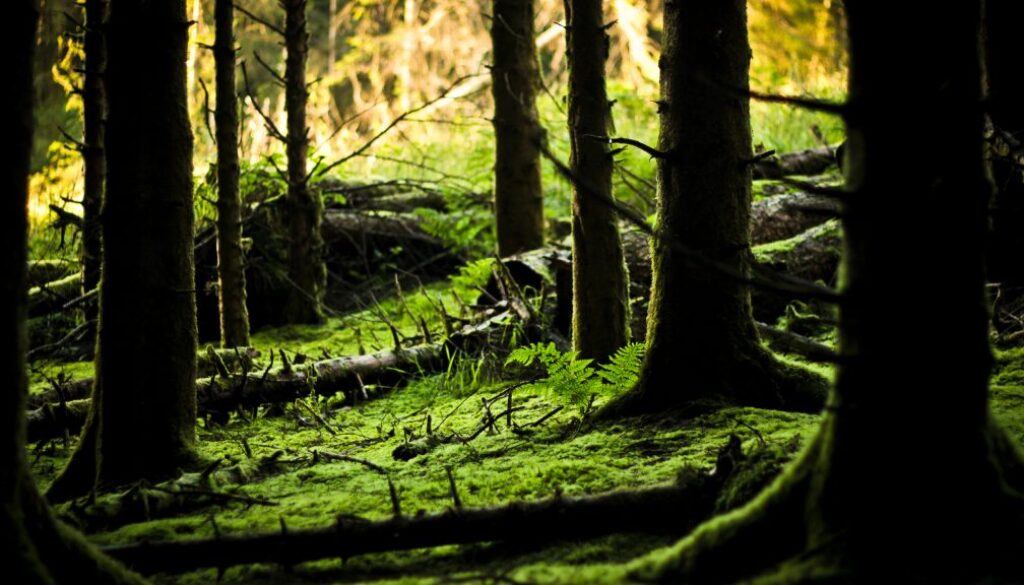 green forest floor