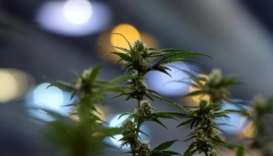 marijuana