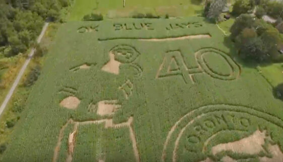 Joey Bats Corn Maze