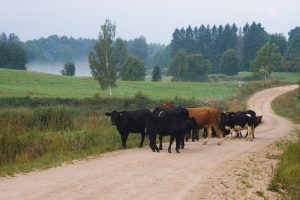 angus-east-organics-2-1