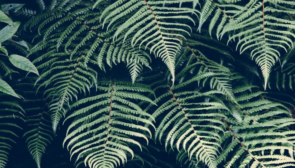forest