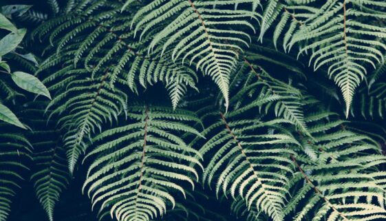 forest