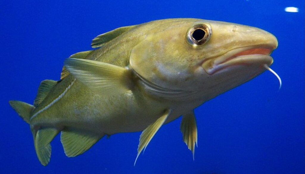 800px-Portrait_of_Cod