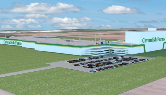 Cavendish Lethbridge New Plant