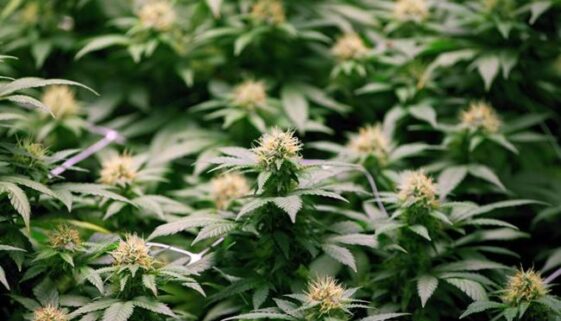 marijuana weed