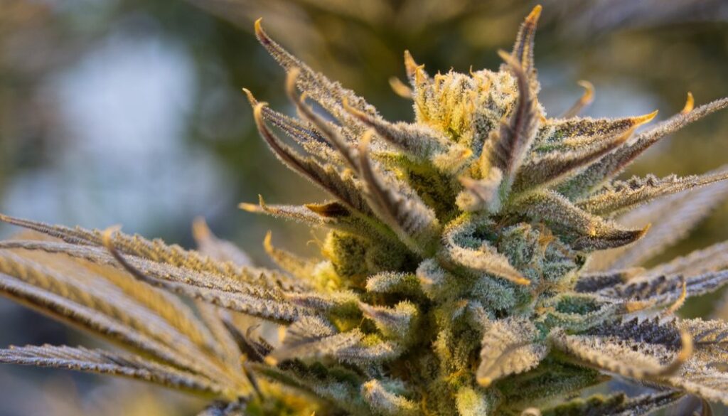 cannabis-2152602_1920 pot, marijuana