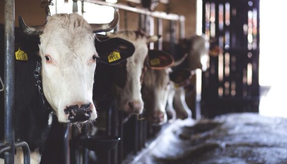 dairy