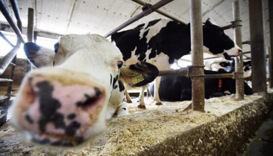 Cows