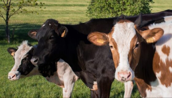 cows-1549746_1920