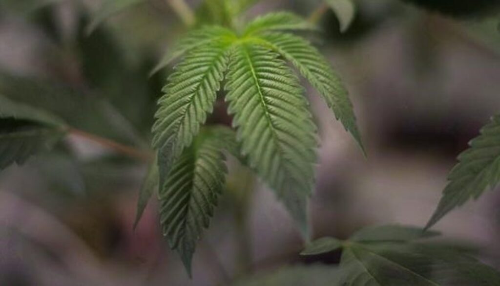pot, marijuana