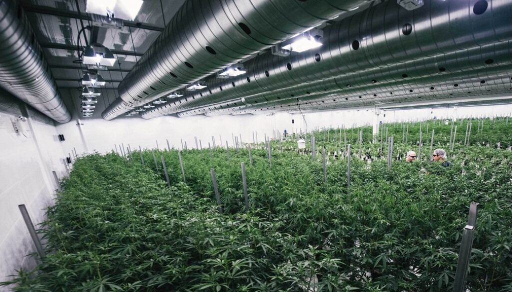 Canopy Growth production facility