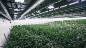 Canopy Growth production facility
