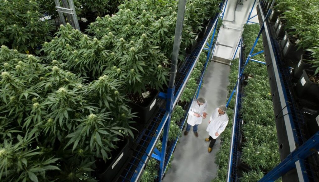 Organigram facility in Moncton