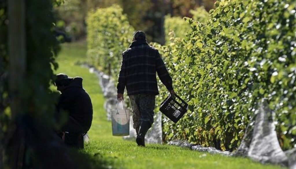 Luckett Vineyards