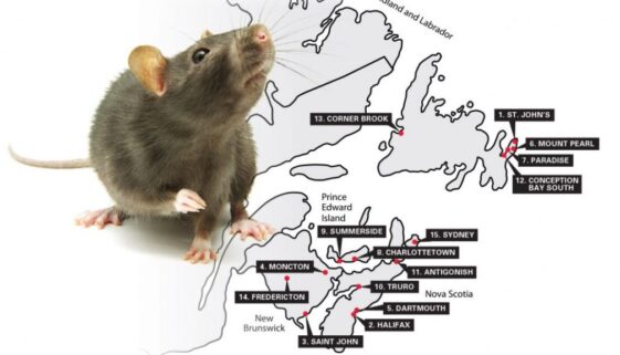 Rattiest ATLANTIC CANADA cities inofgrpahic v1
