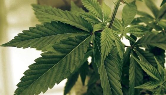nb marijuana