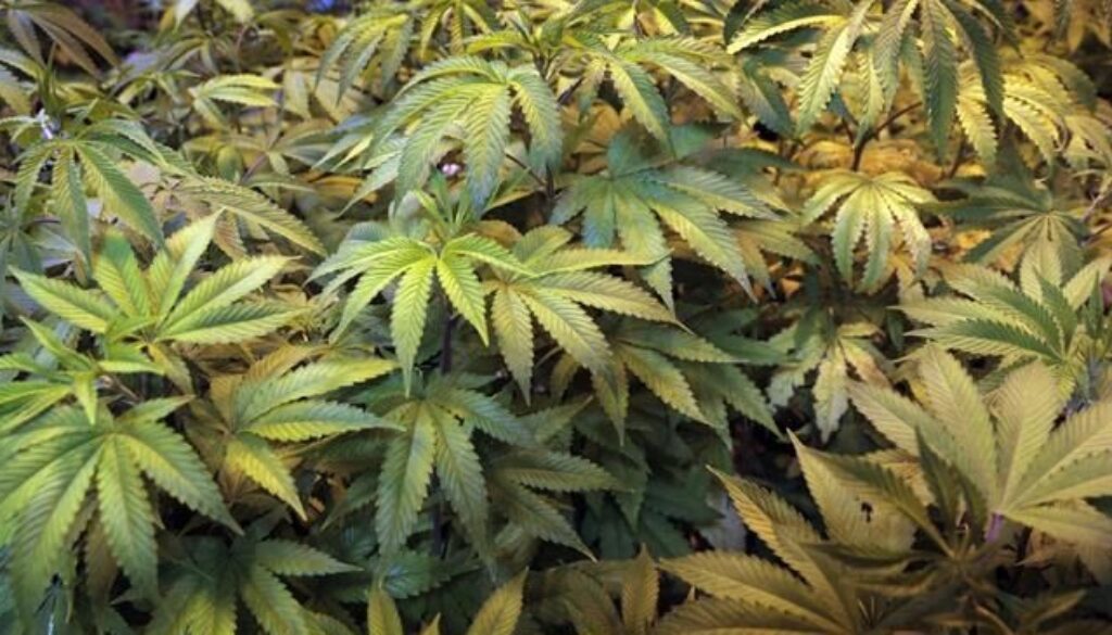 Marijuana, pot, Cana