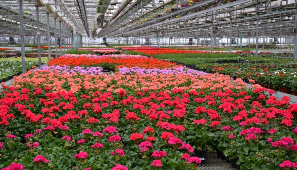 House Shot May 2017 Geranium 1