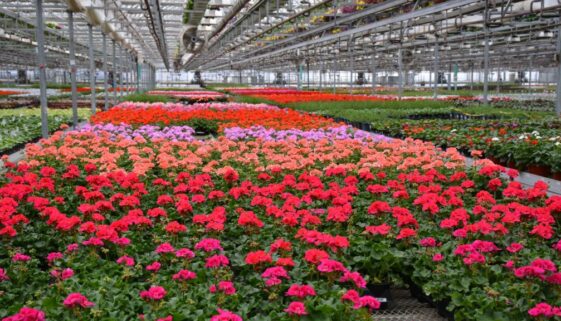 House Shot May 2017 Geranium 1