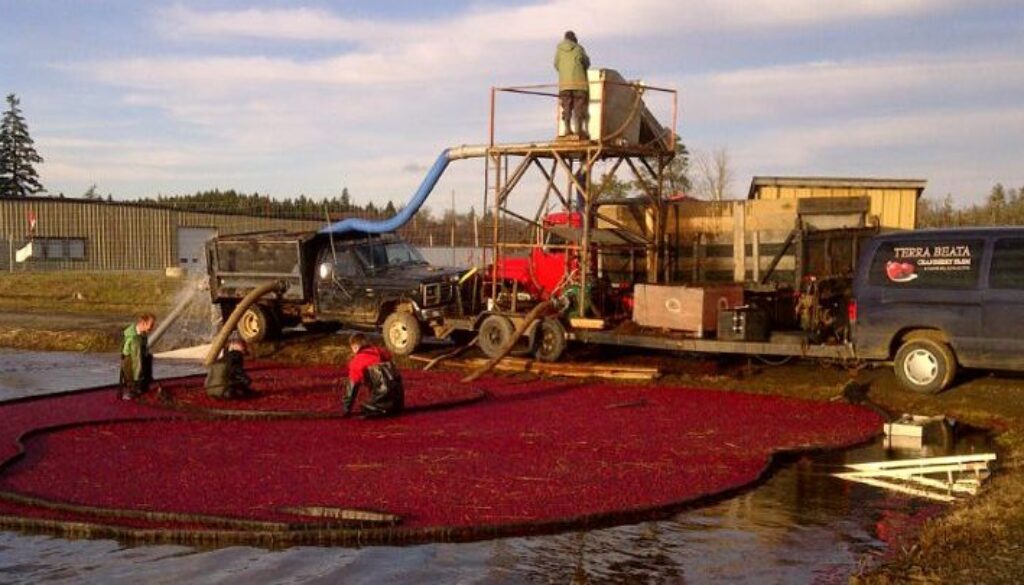 cranberry harvest 2