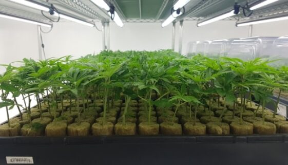 42530344_286565988618052_8317751704019795968_n