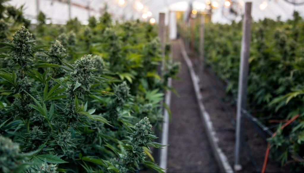 Cannabis farm