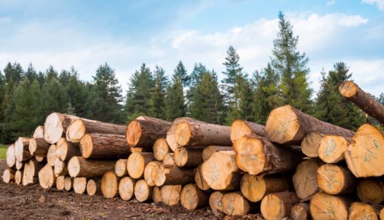 Log stacks along the forest road