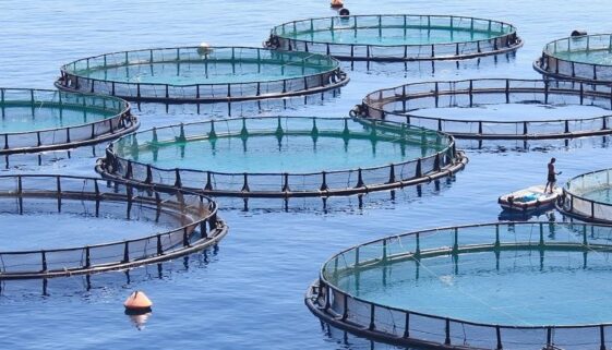 Fish-farm