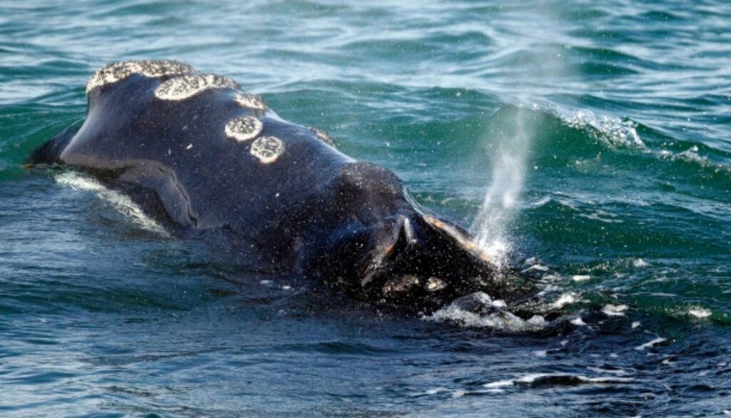 right whale