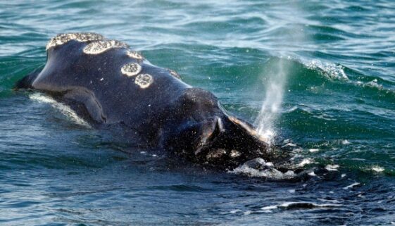 right whale