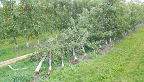Belliveau Orchard