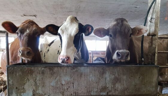 Dairy cows - facebook