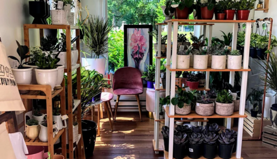 hanson road flower (hansonroadflower website)