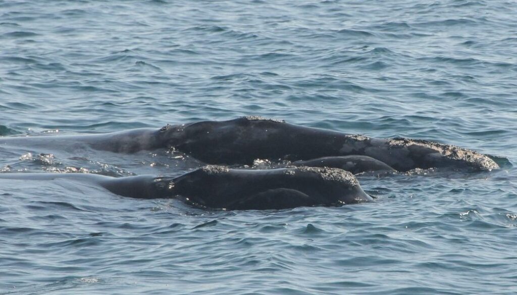 right whales