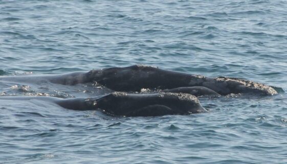 right whales