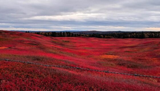 blueberry fields