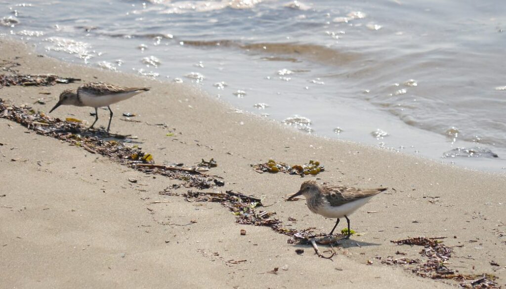 sandpipers