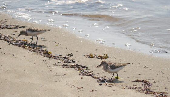 sandpipers