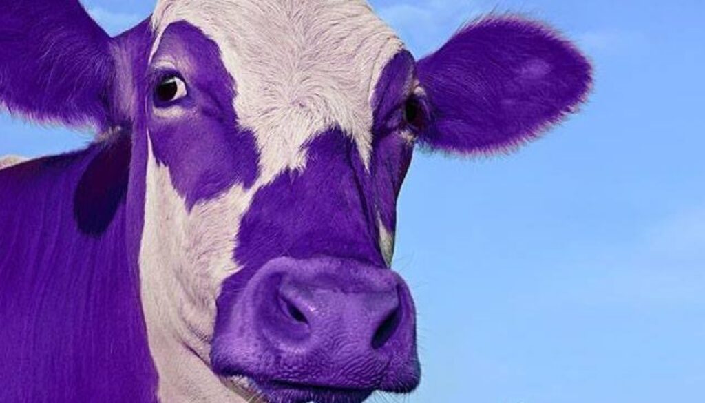 Purple Cow